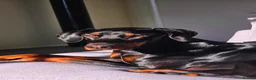 Dobermann dogs for sale: Bear  - Advert 15