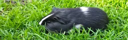 Guinea Pig rodents for sale: Baby Guinea pig's Boys - Advert 5