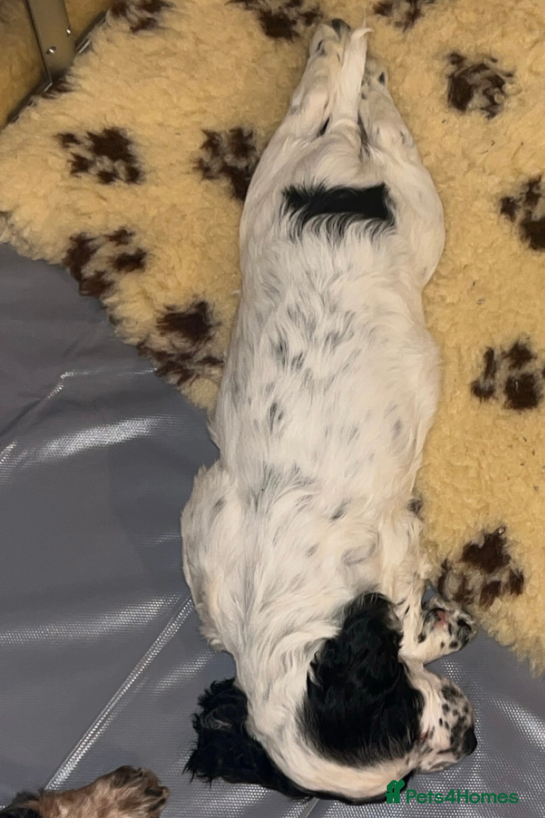 Cocker Spaniel dogs for sale: Cocker spaniel boy  - Advert 4