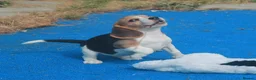 Beagle dogs for sale: READY NOW KENNEL CLUB REG BEAGLE PUPPIES - Advert 4