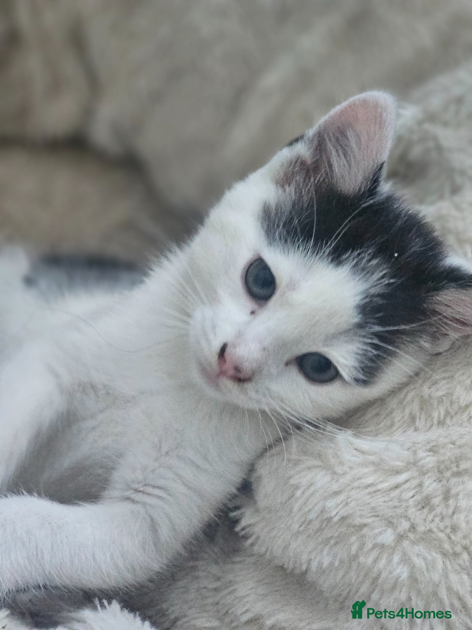 Mixed Breed cats Kittens for Sale 🐾 - Advert 2