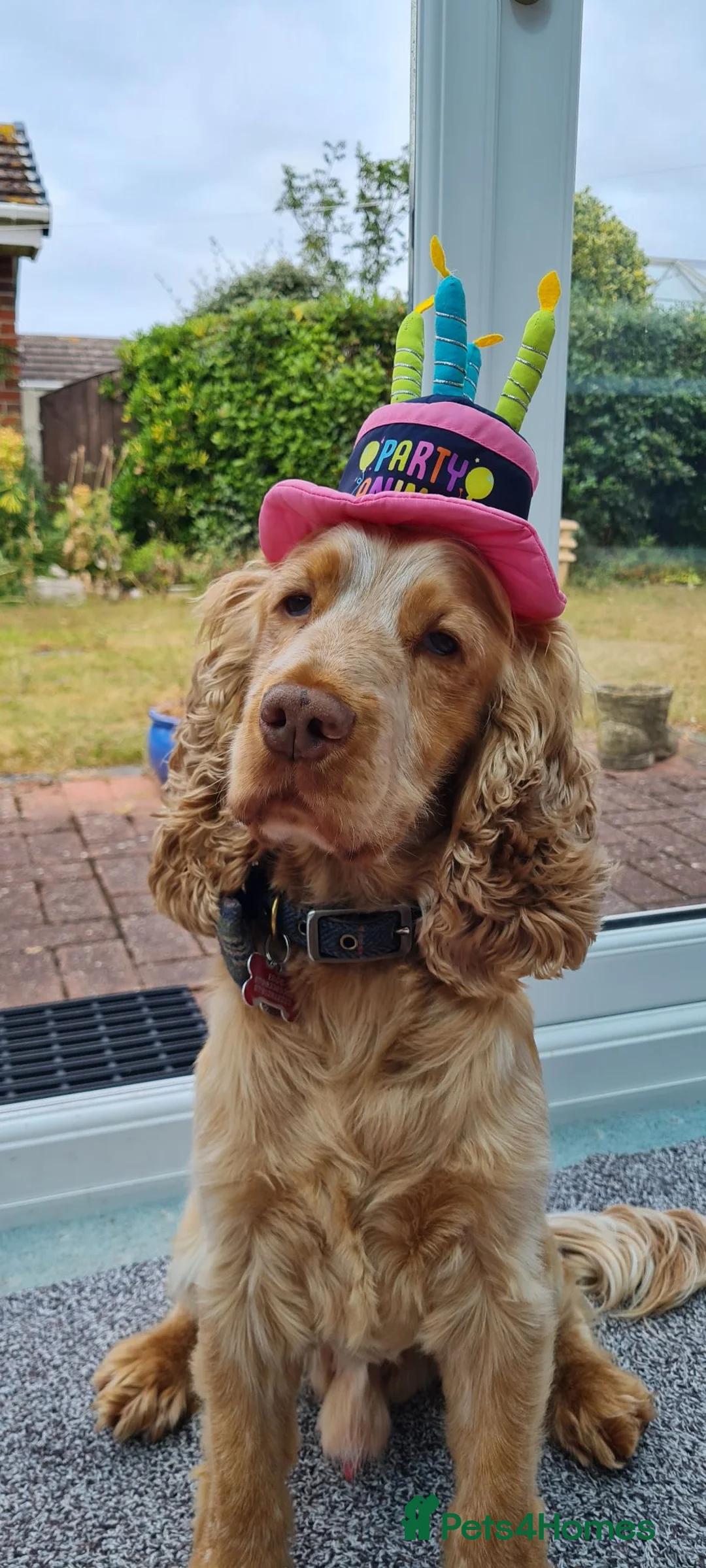 Cocker Spaniel dogs for stud: Proven Handsome Show Cocker Spaniel For Stud - Advert 1