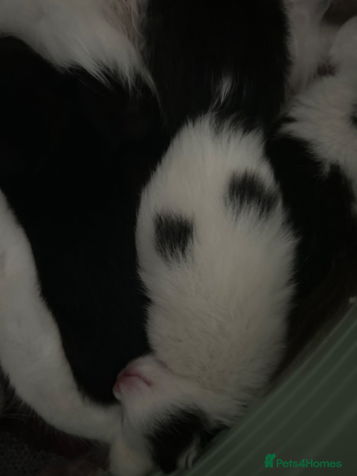 Mixed Breed cats Ragdoll mix  - Advert 2