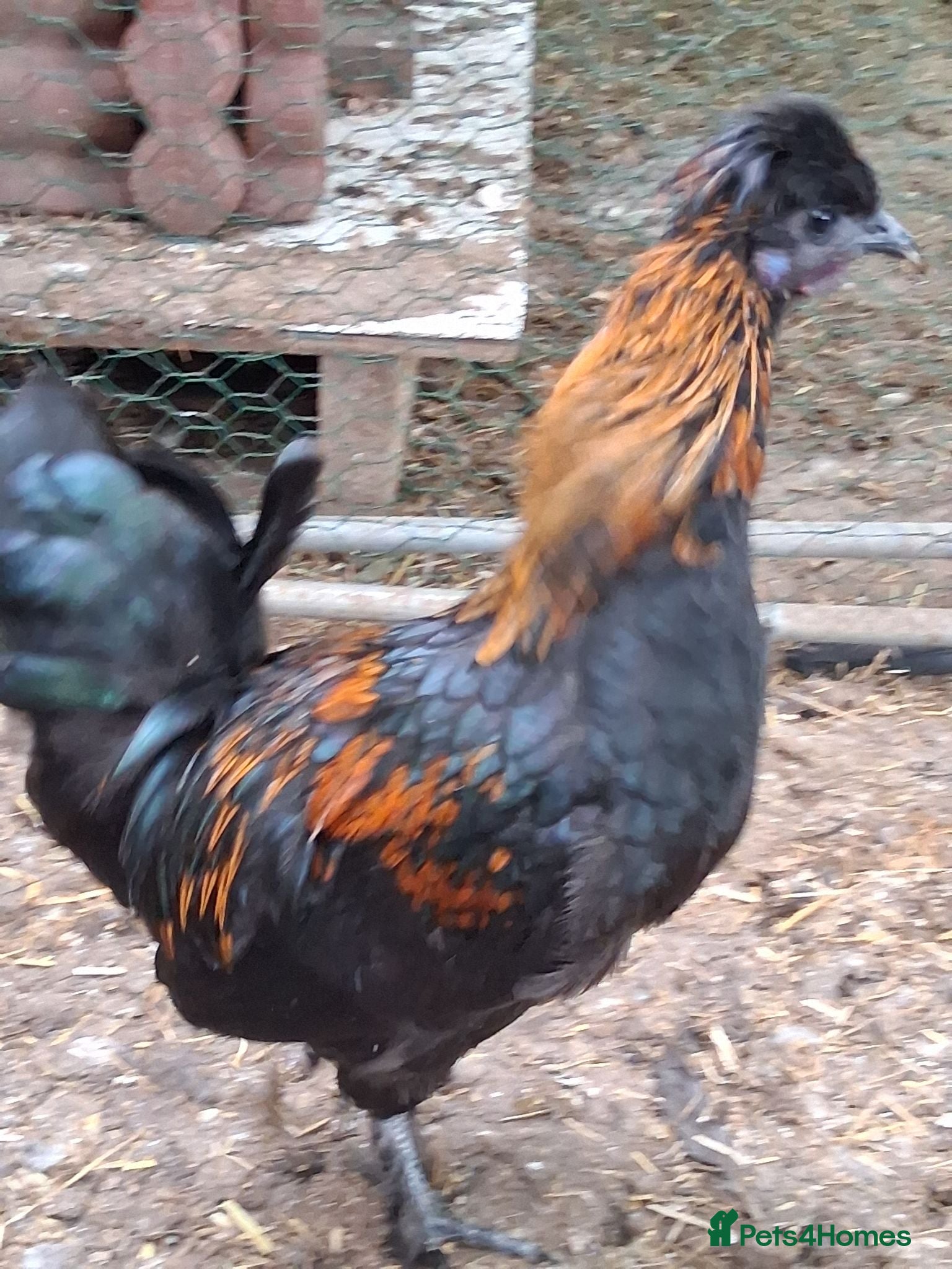 Chickens poultry Polish x silkie Roosters - Advert 13