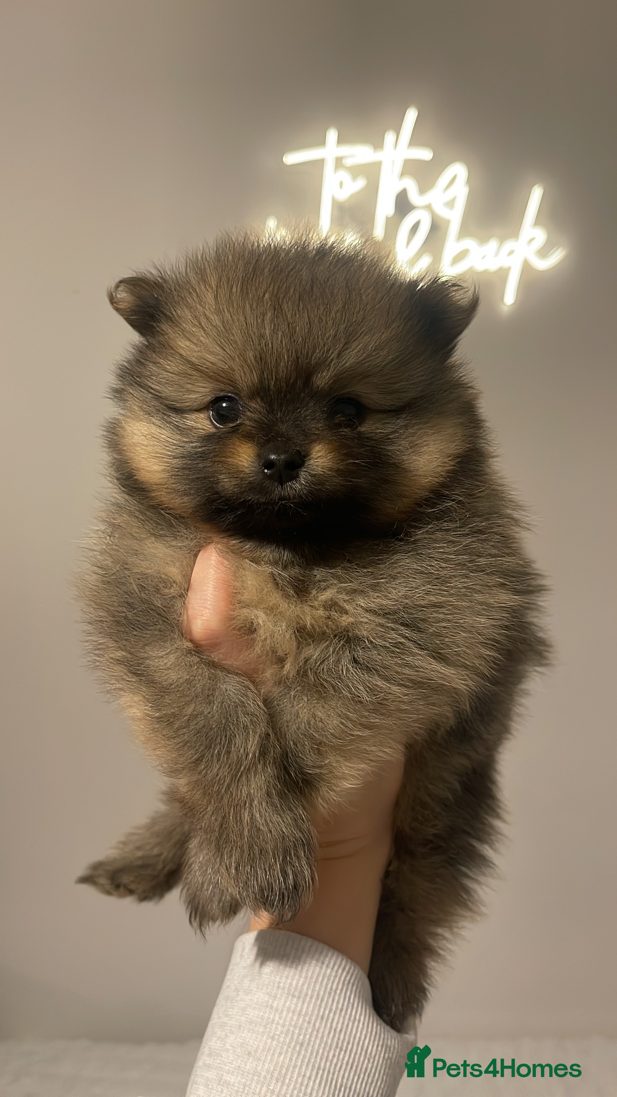 Pomeranian dogs Pomerian puppies  - Advert 10