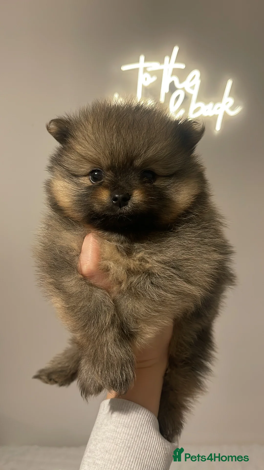 Pomeranian dogs for sale: Pomerian puppies  - Advert 1