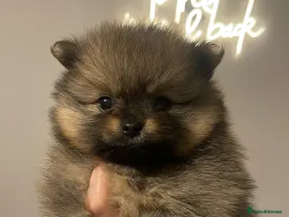 Pomeranian dogs Pomerian puppies - Advert 9