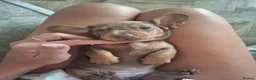 Miniature Dachshund dogs for sale: Miniature Dachshund puppies  in Derby - Advert 16