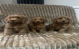 Cockapoo dogs for sale: Beautiful cockapoo’s - Image 1