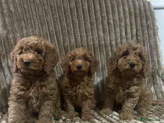 Cockapoo dogs - Advert 10