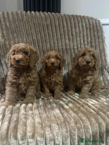 Cockapoo dogs - Advert 5