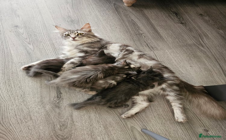 Maine Coon cats - Advert 2