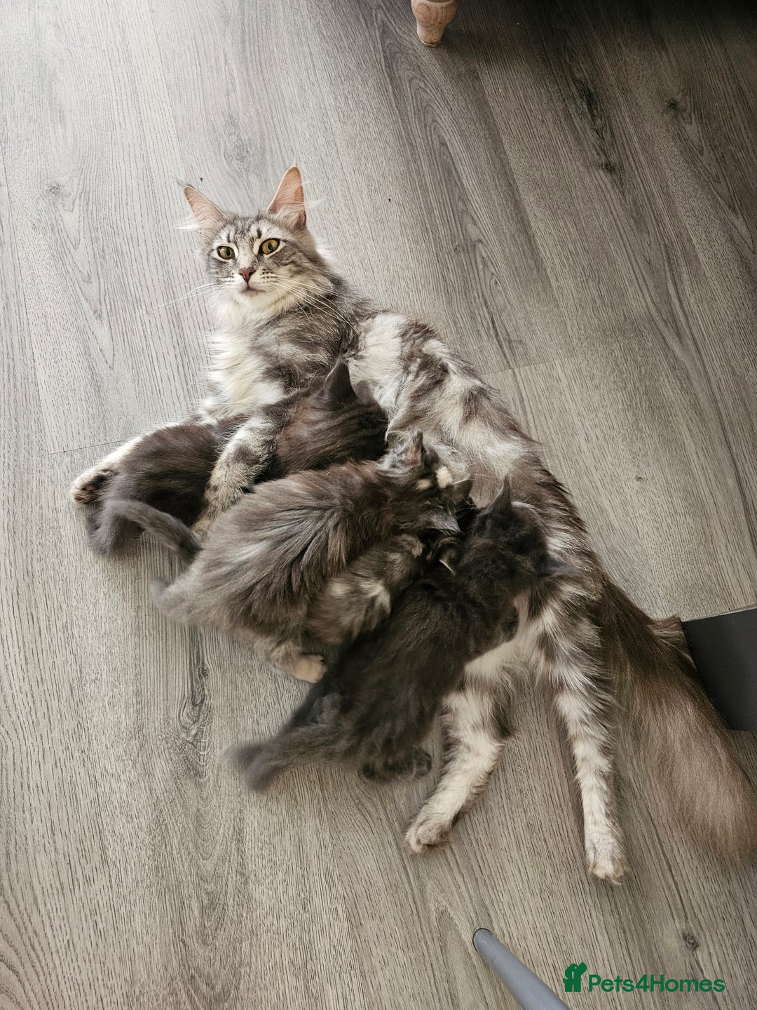 Maine Coon cats for sale: Mainecoon kittens - Image 1