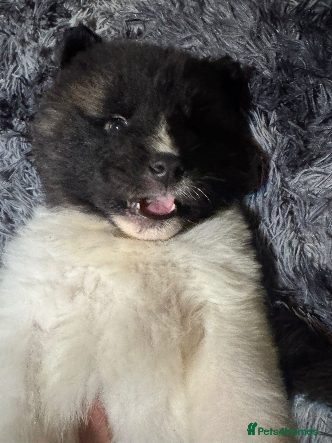 Akita dogs for sale: Bear faced American akitas puppies  - Advert 21