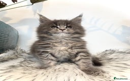 Maine Coon cats for sale: Champions - Bloodline Purebred Maine Coon Kittens  - Image 1