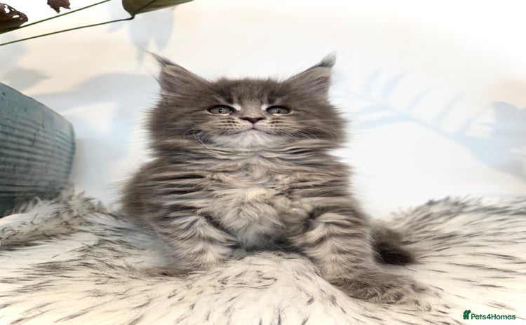 Maine Coon cats - Advert 1