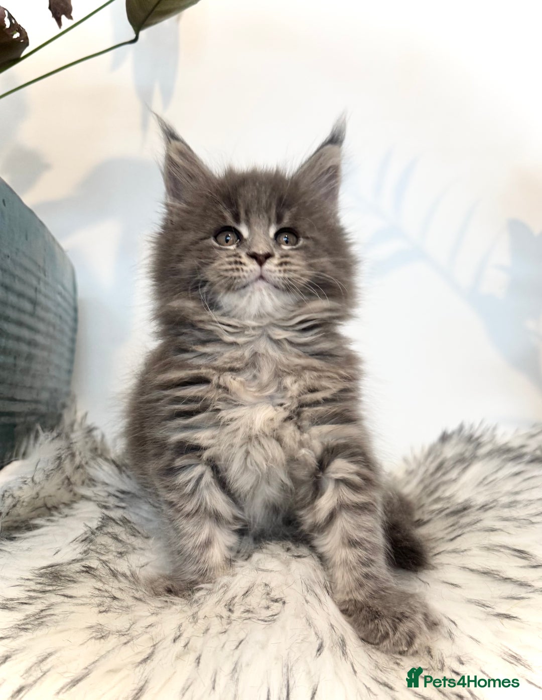 Maine Coon cats for sale: Champions - Bloodline Purebred Maine Coon Kittens  - Image 1