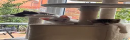 Mixed Breed cats for sale: 4 beautiful, well socialised kittens - Advert 12