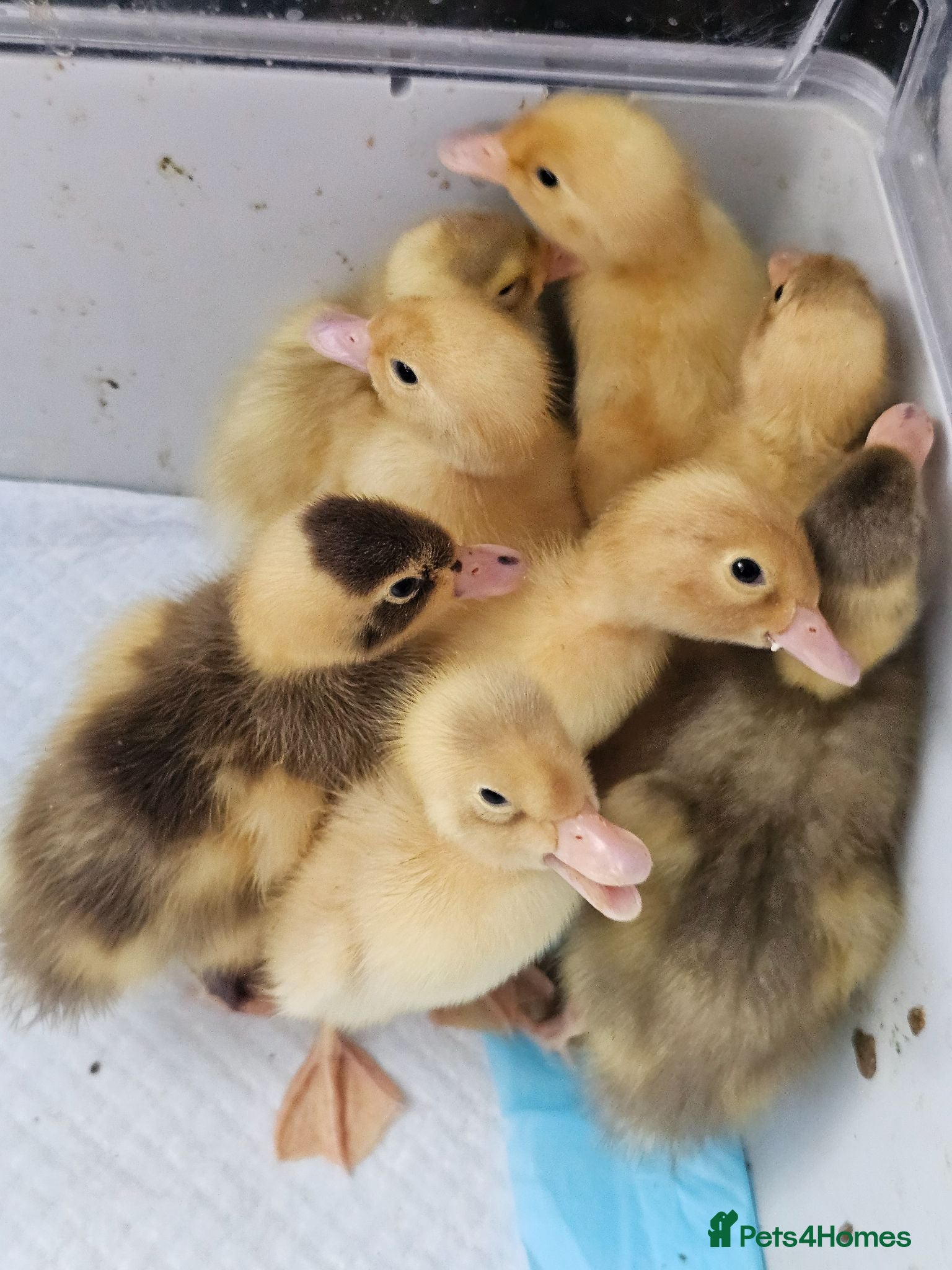 Ducks poultry Indian runner ducklings - Advert 4