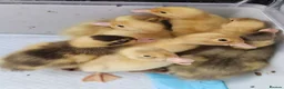Ducks poultry for sale: Indian runner ducklings - Advert 1