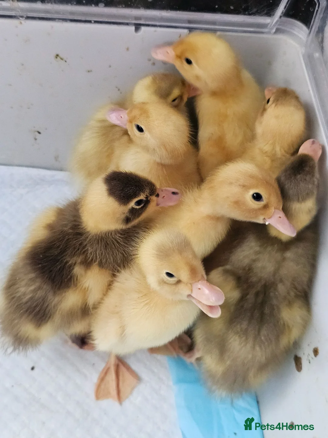 Ducks poultry for sale: Indian runner ducklings - Advert 1