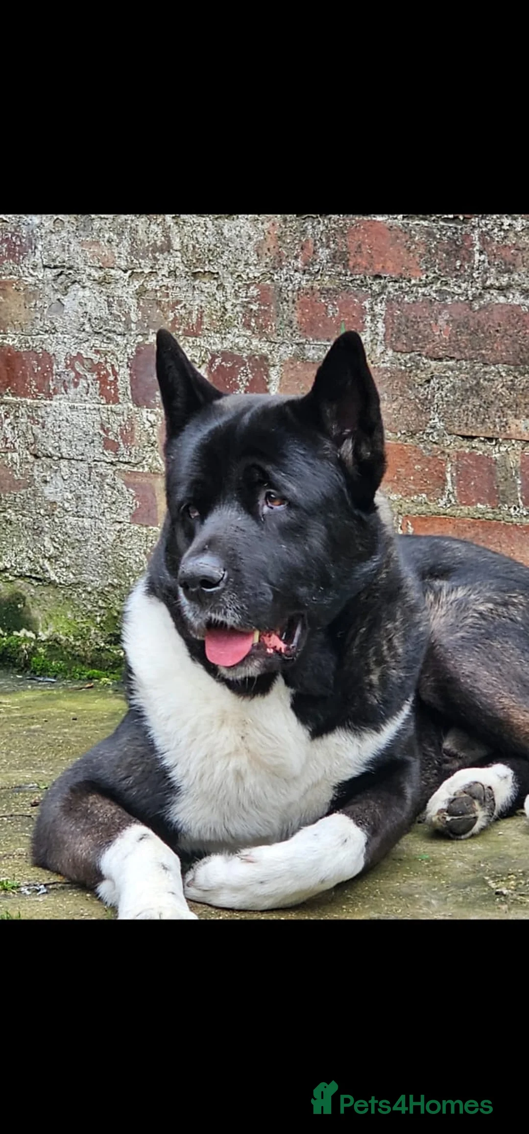 Akita dogs for sale: Gorgeous Full American Akita Pups in London - Advert 2