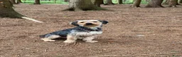 Mixed Breed dogs for sale: Banjo in Goole - Advert 3