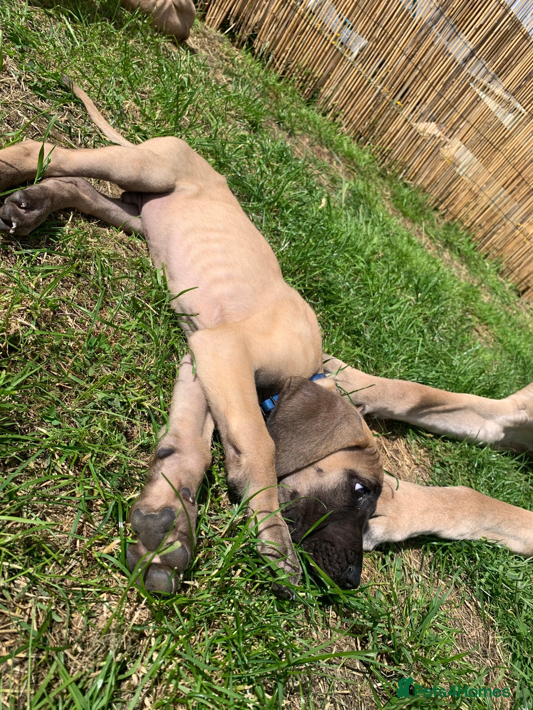 Great Dane dogs for sale: Only 3 left - Pedigree Great Dane Puppies in Dumfries - Image 11
