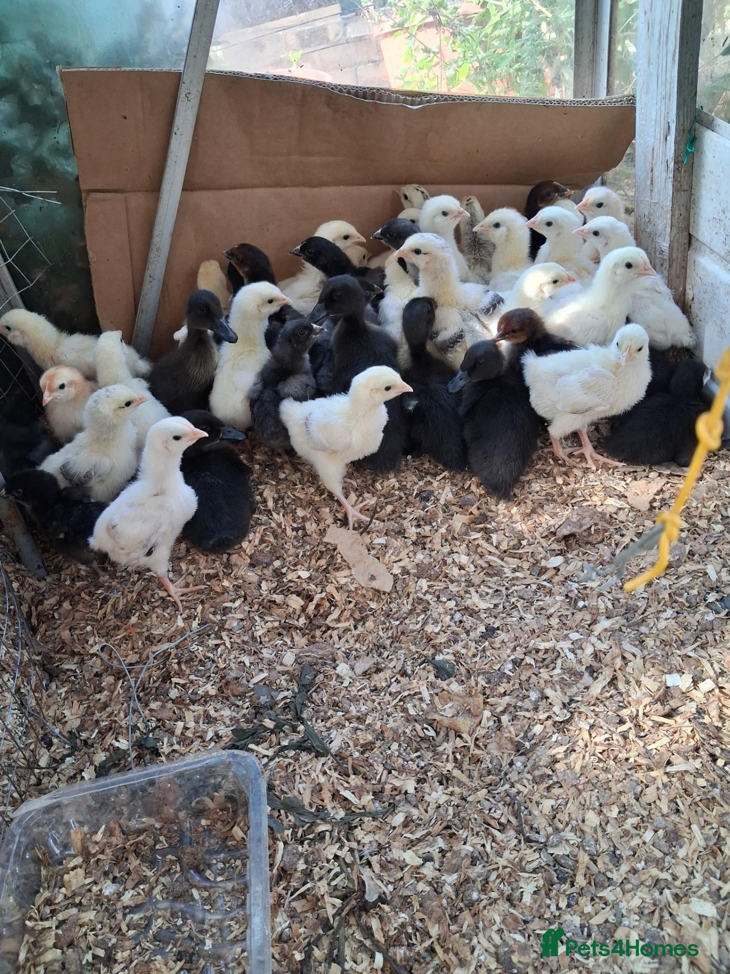 Chickens poultry Poultry forsale - Advert 5