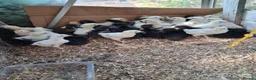Chickens poultry for sale: Poultry forsale - Advert 1