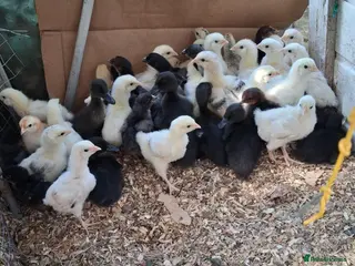 Chickens poultry Poultry forsale - Advert 5