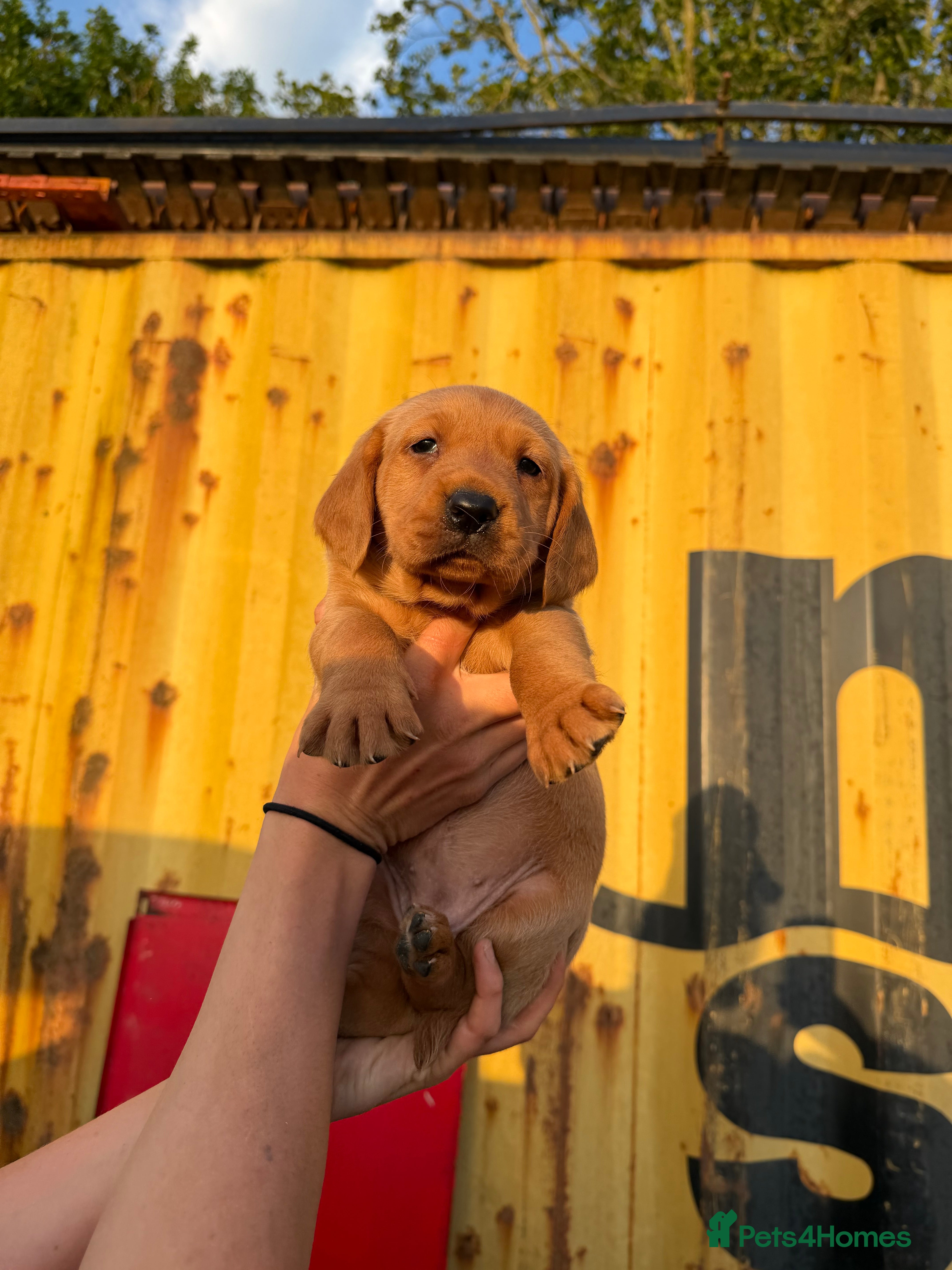 Cockerdor dogs Friendly Cockerdor pups🧡 - Advert 2