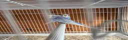 Budgerigars birds for sale: Budgies  - Advert 3
