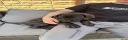Cane Corso dogs for sale: Cane Corso puppies ready to leave  - Advert 7