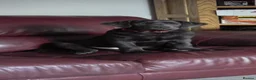 Labrador Retriever dogs for sale: KC Labrador puppies (Silver & Charcoal)  - Advert 29