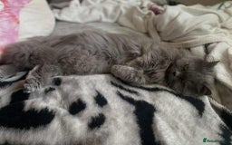 Scottish Fold cats for sale: Lovely girl looking for home - Image 3