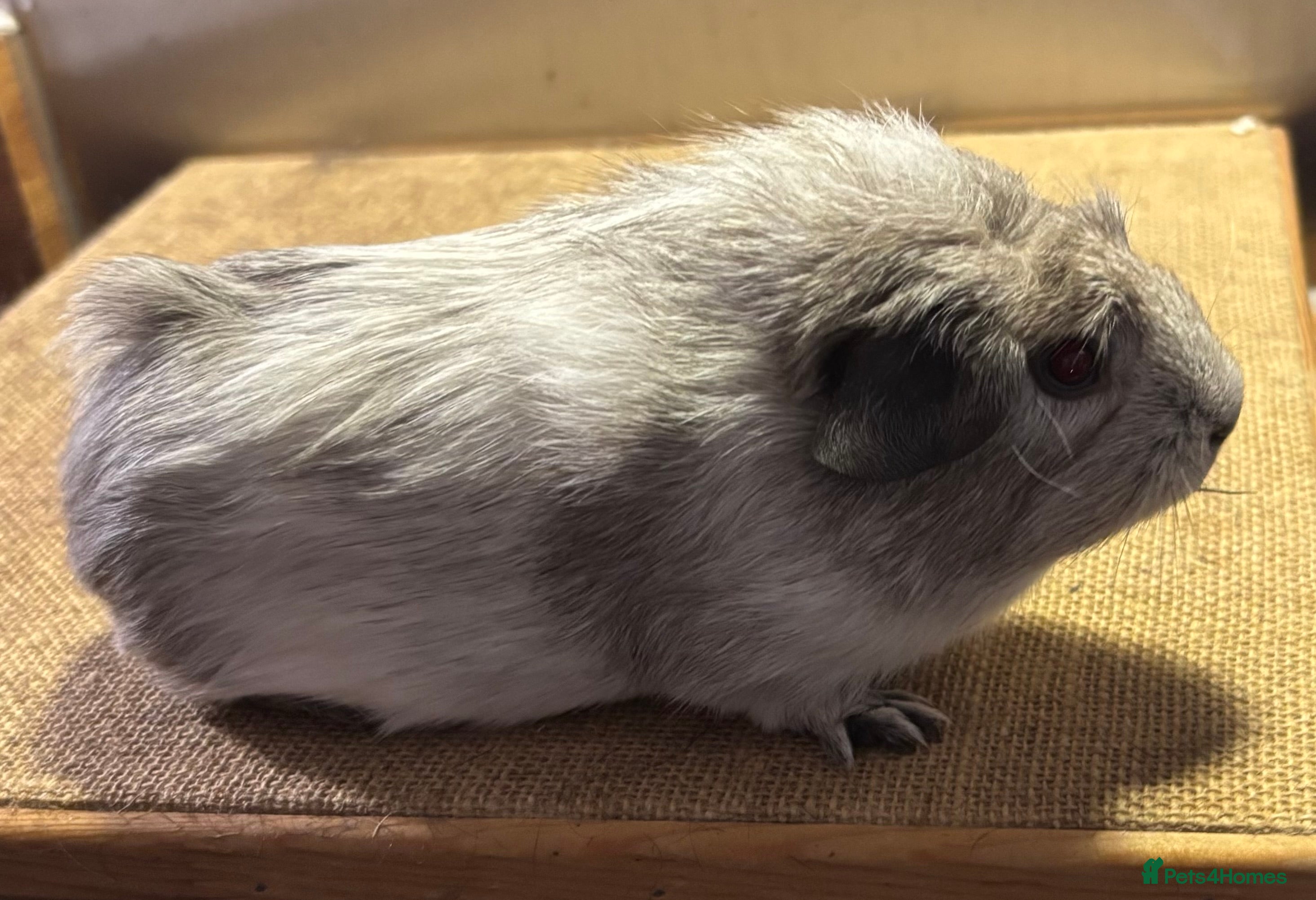 Guinea Pig rodents Guineapigs for loving homes  - Advert 17