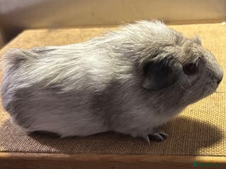 Guinea Pig rodents Guineapigs for loving homes - Advert 17
