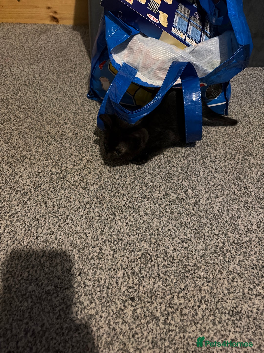 Mixed Breed cats for sale: Kittens for sale  - Advert 3