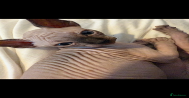 Sphynx cats - Advert 7