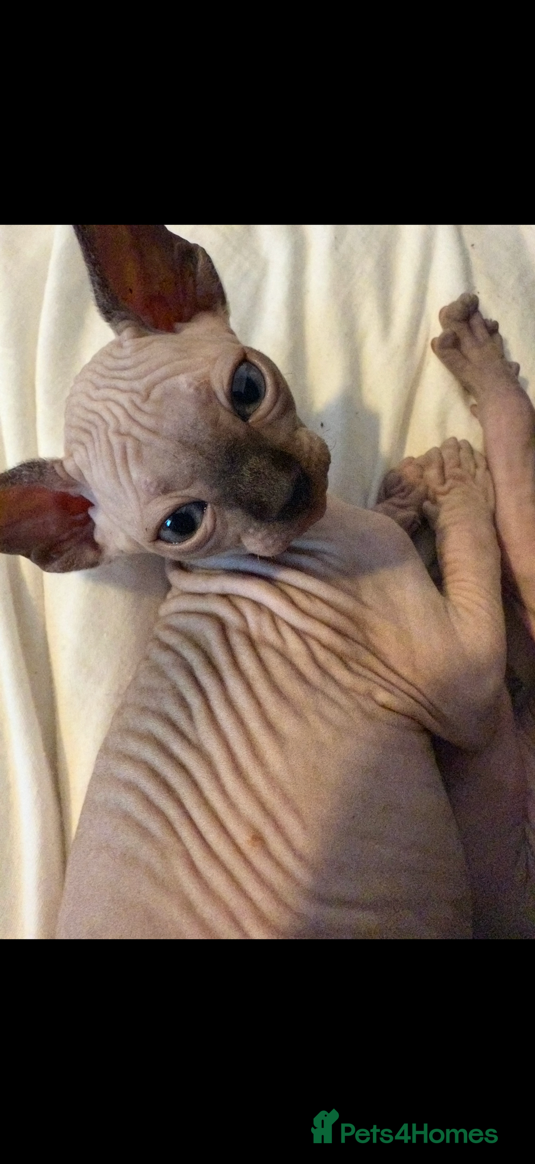 Sphynx cats for sale: sphynx canadian kittens ready to leave now  - Image 3