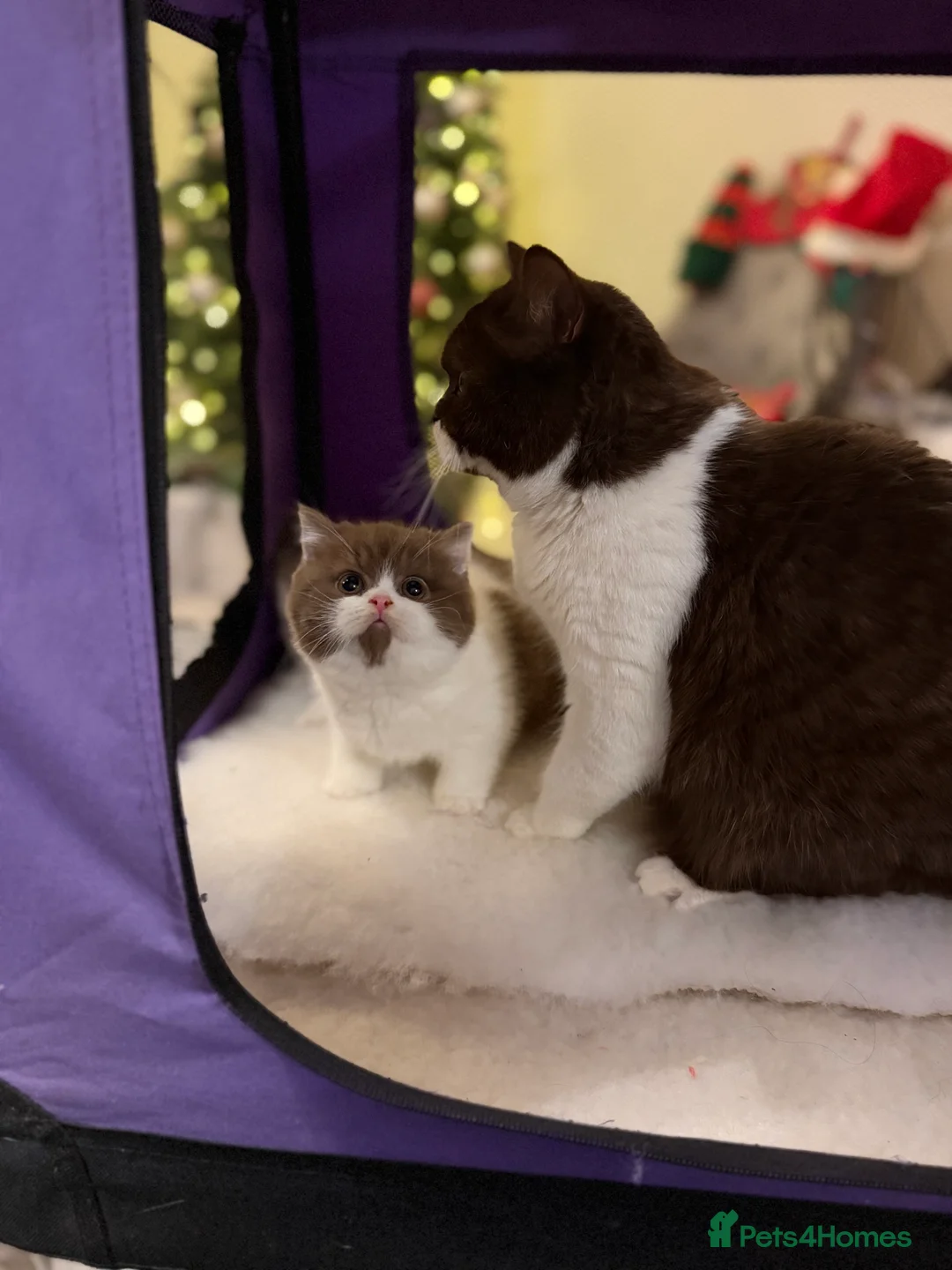 British Shorthair cats for sale: Full Pedigree Registered BSH  - Advert 21