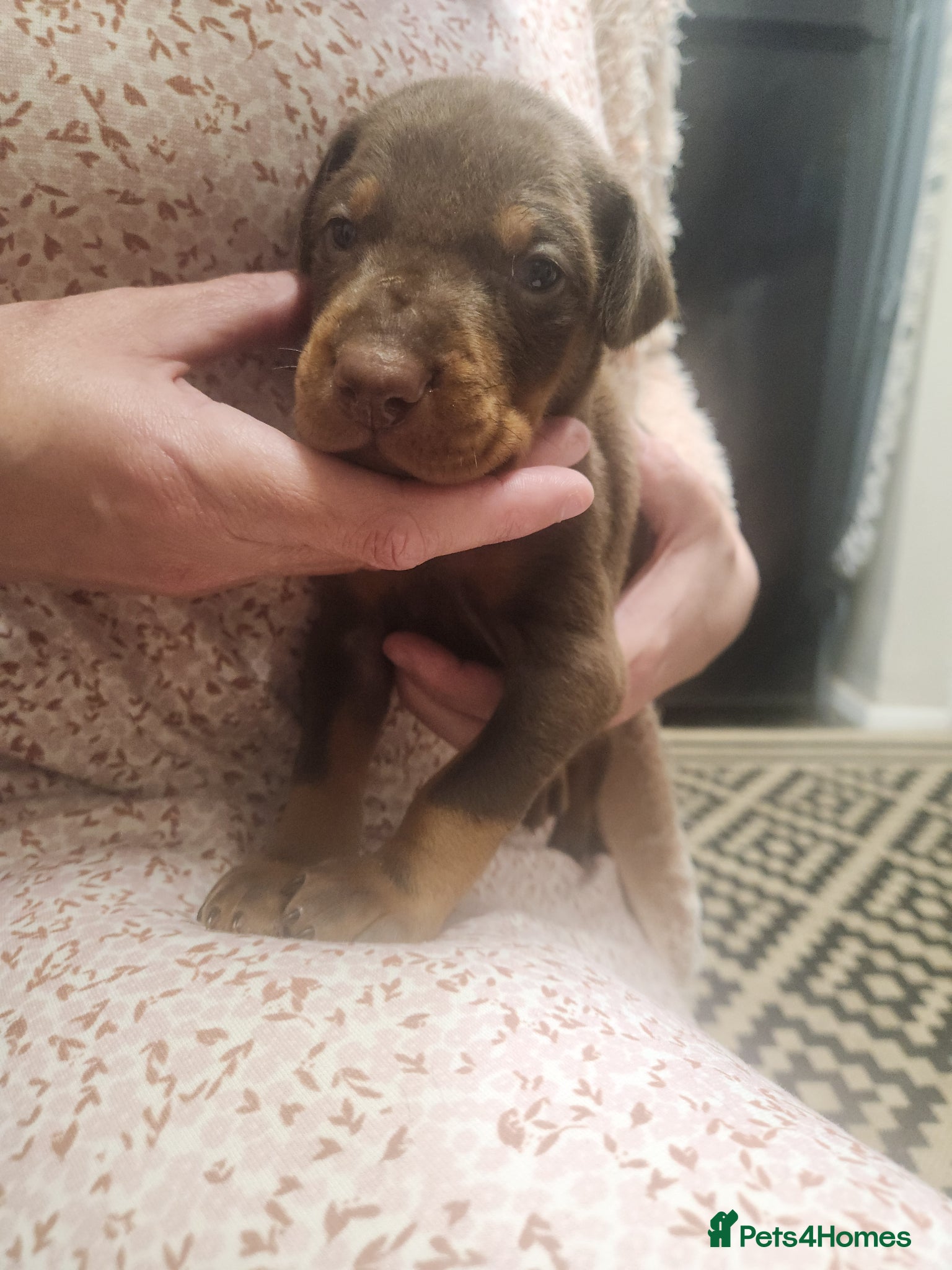 Dobermann dogs Doberman puppies European parents  - Advert 2