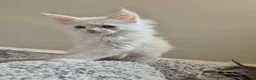 Maine Coon cats for sale: Maine Coon Kittens ready for there forever homes  - Advert 17