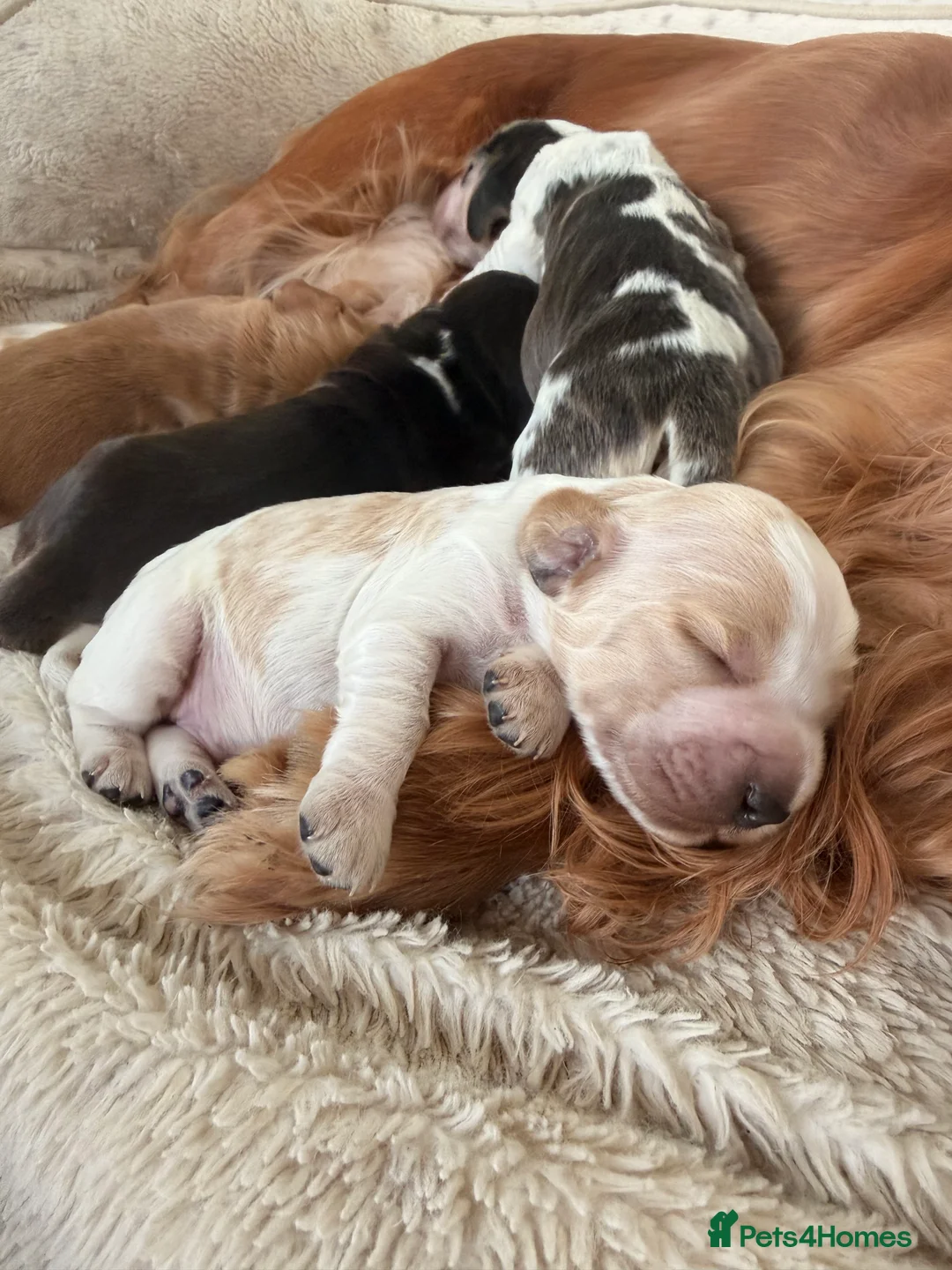 Cocker Spaniel dogs for sale: Adorable show cocker spaniel boys! Last Boy left - Advert 12