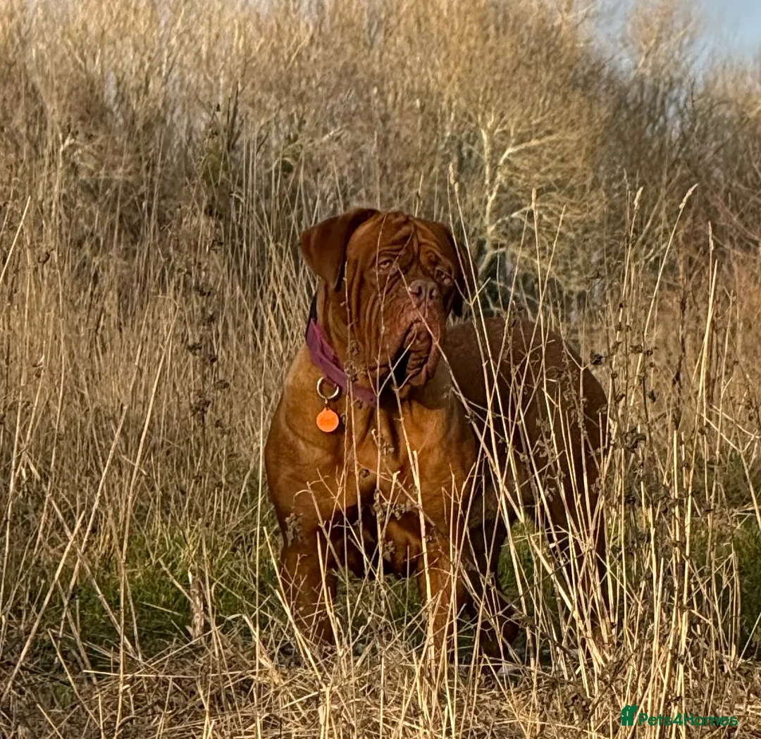 Dogue De Bordeaux dogs for sale: Belgiums Bordeaux’s  in Edinburgh - Advert 2