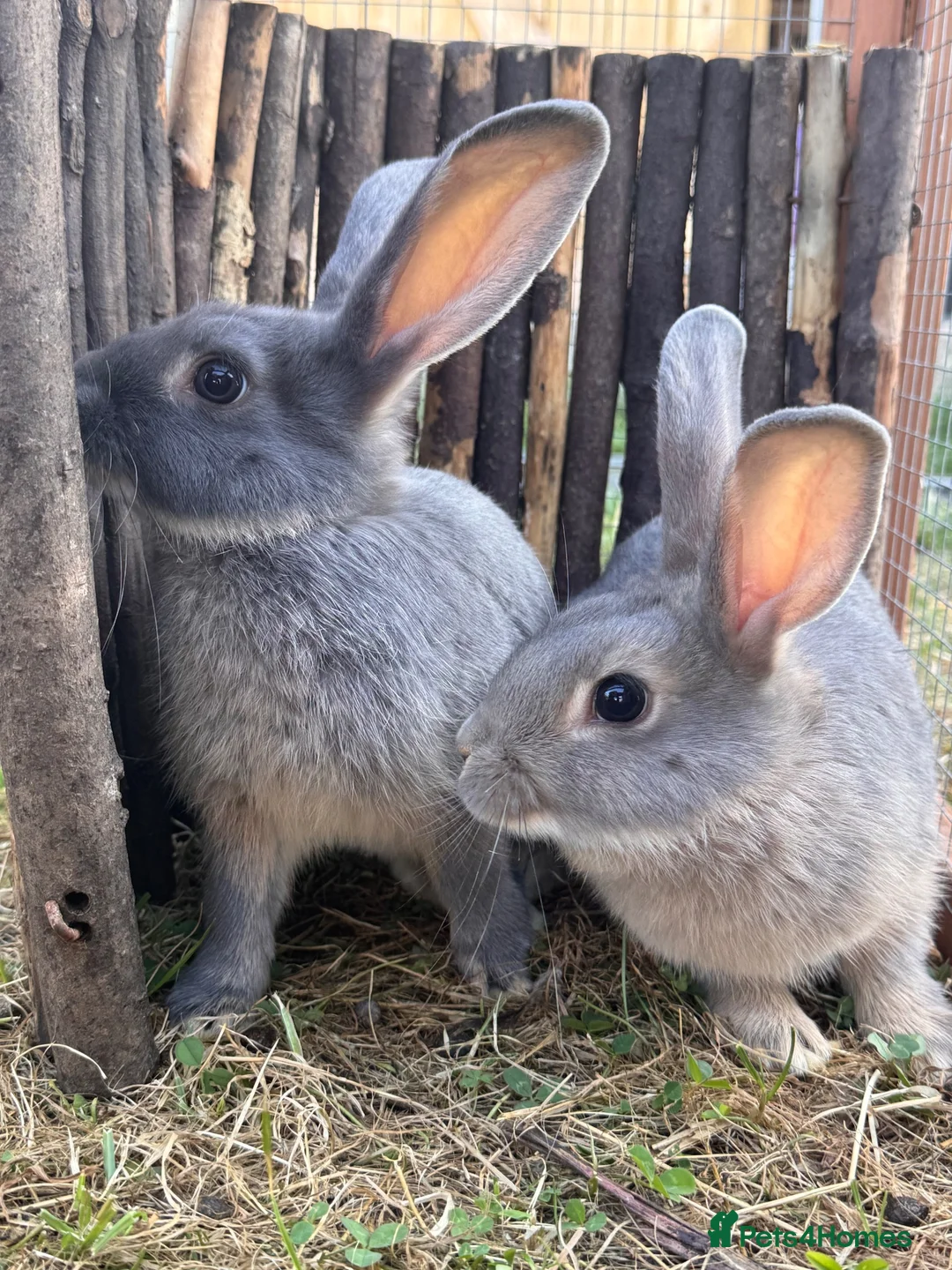 Rex rabbits for sale: Mini Rex x mini lop bonded brothers - vaccinated  - Advert 4