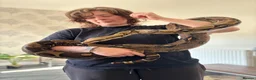 Boa Snake reptiles for sale: Boa constrictor (8ft) - Advert 6