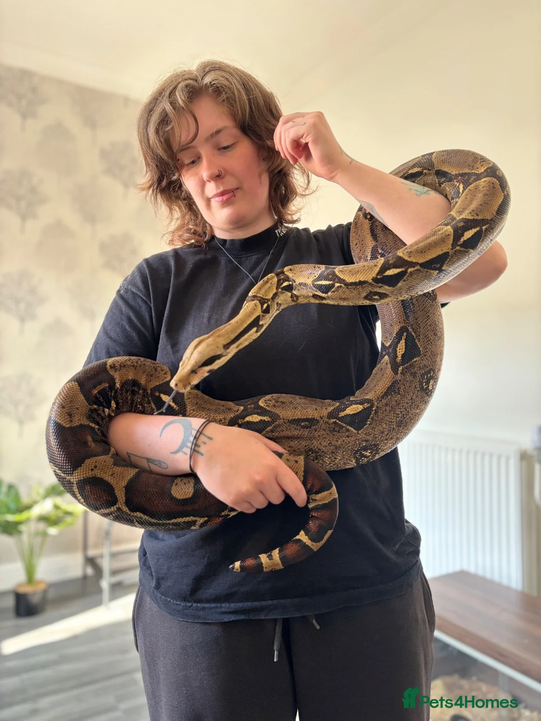 Boa Snake reptiles for sale: Boa constrictor (8ft) - Advert 6