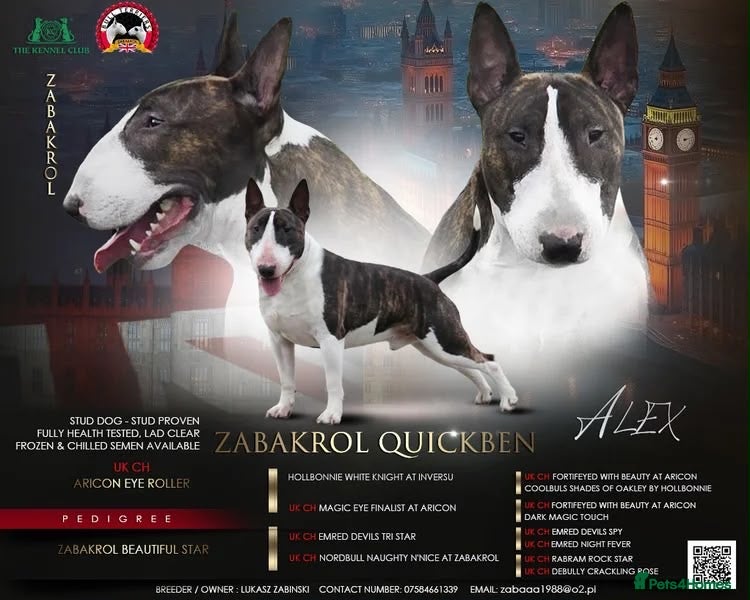 English Bull Terrier dogs English bull terrier  - Advert 2